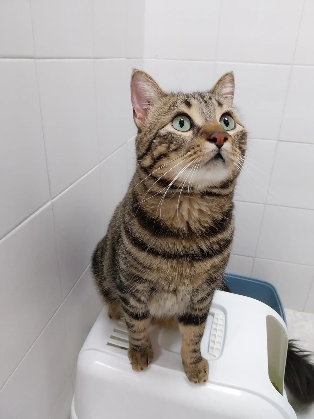 Barril, male 6yo European Shorthair for adoption at Con Alma Protectora