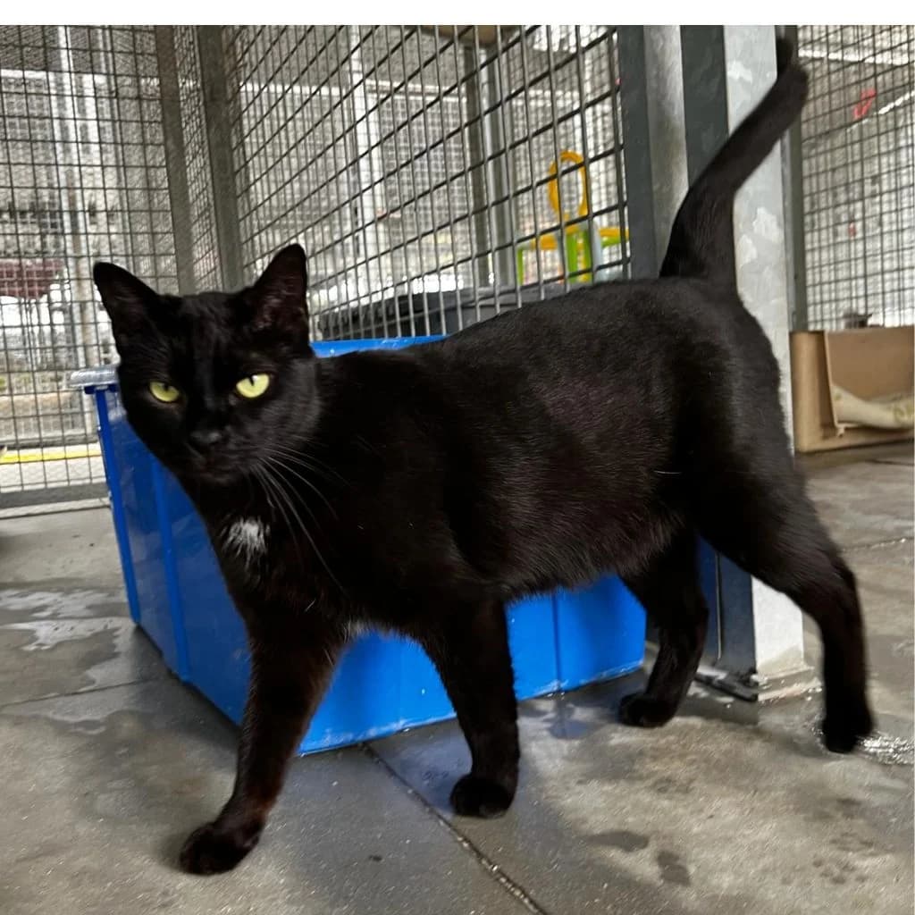 BEYONCE, female 5yo European Shorthair for adoption at Con Alma Protectora