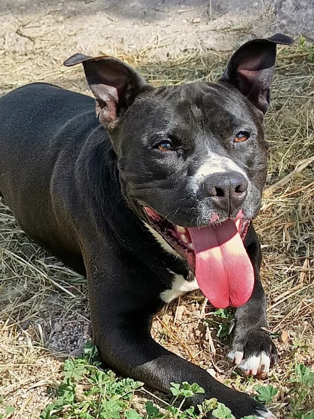 Avenger, male 3yo Mixed Breed for adoption at Con Alma Protectora