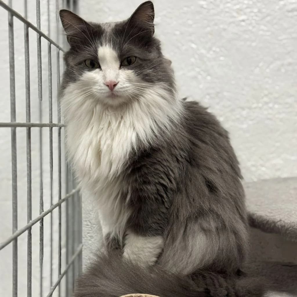 BLAIR, female 5yo European Shorthair for adoption at Con Alma Protectora