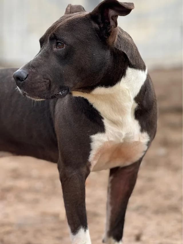 Blake, male senior Mixed Breed for adoption at Con Alma Protectora