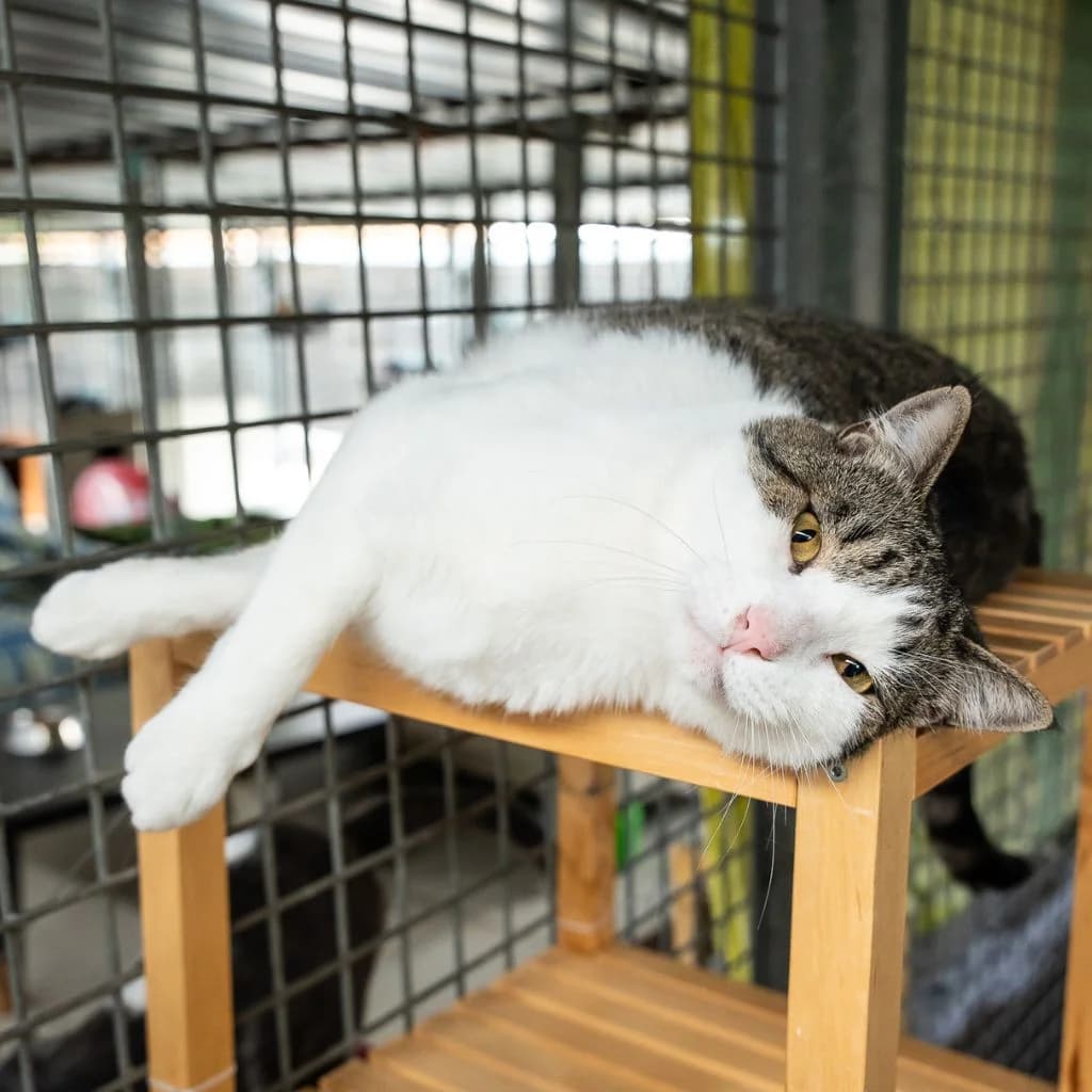 BOLICHE, male 5yo European Shorthair for adoption at Con Alma Protectora