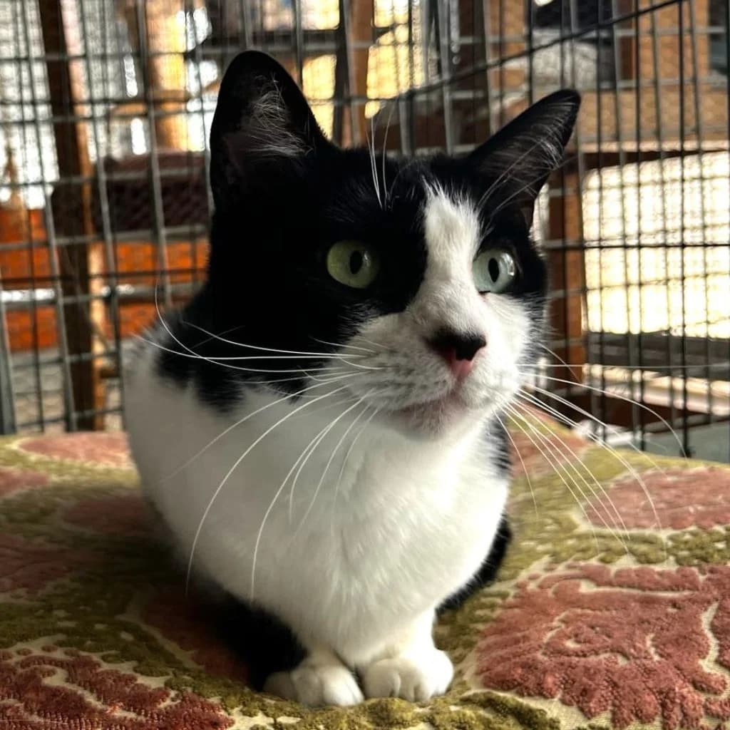 BRUMA, female 7yo European Shorthair for adoption at Con Alma Protectora
