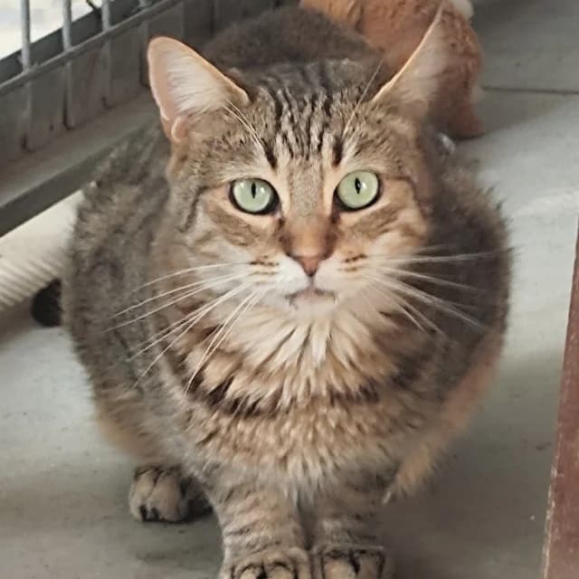 CALMA, female 6yo European Shorthair for adoption at Con Alma Protectora