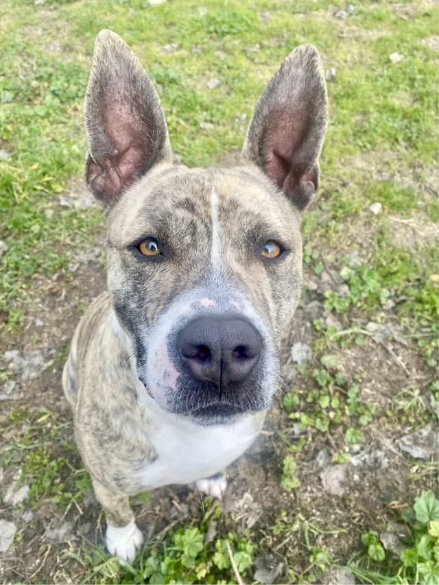 Capoeiro, male 5yo Mixed Breed for adoption at Con Alma Protectora