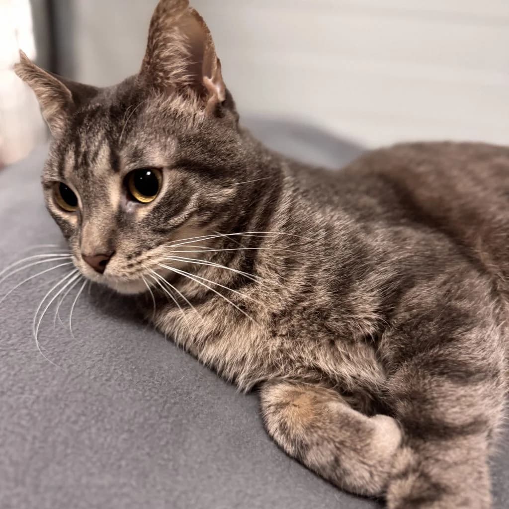 CARMELO, male young European Shorthair for adoption at Con Alma Protectora