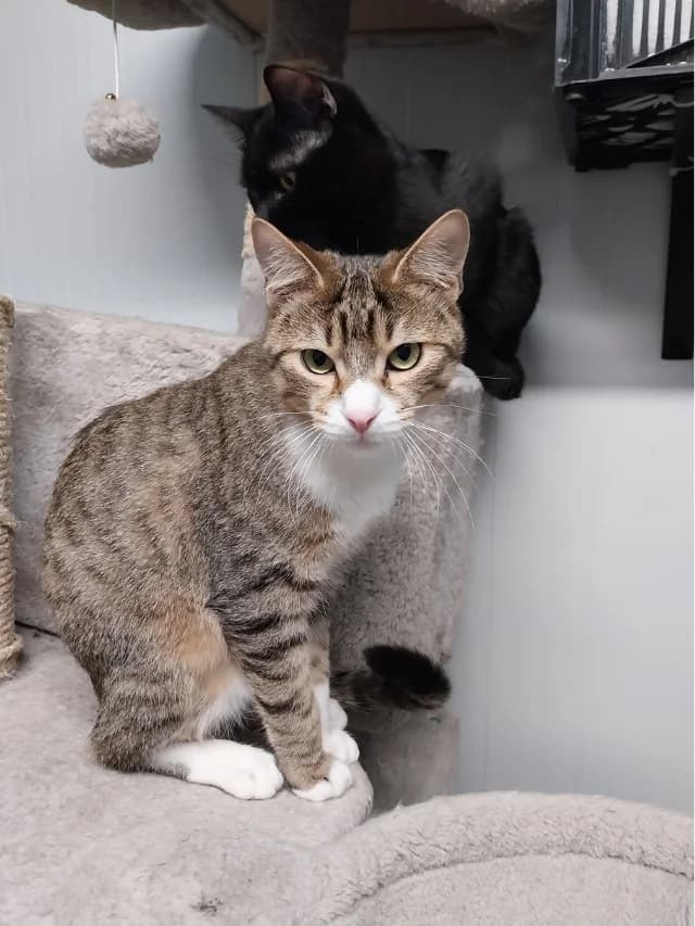 Cigüeñal, female young European Shorthair for adoption at Con Alma Protectora