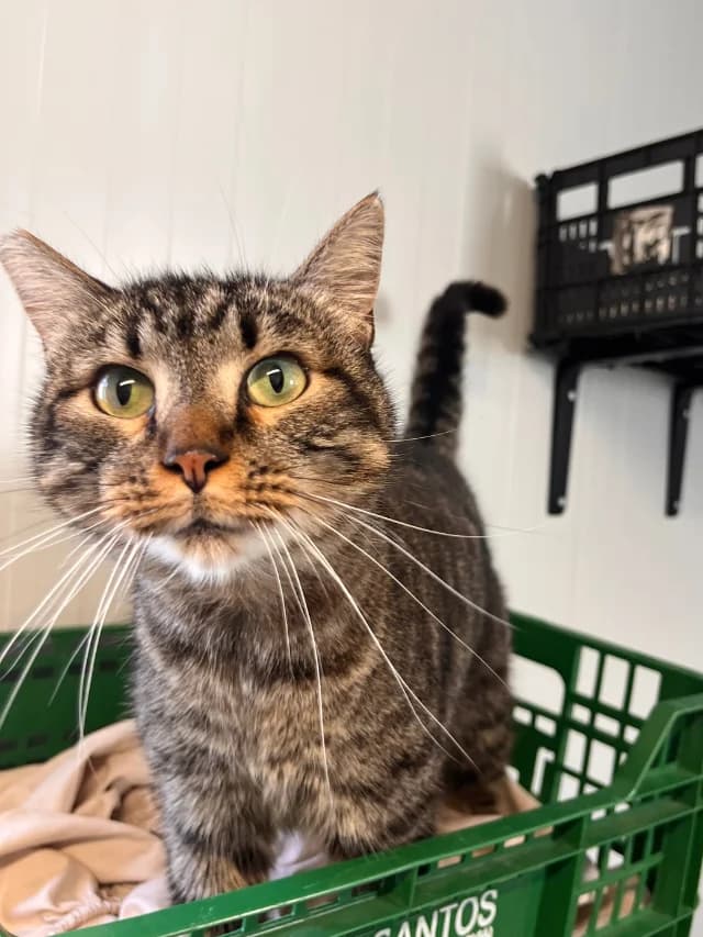 CILANTRO, male 5yo European Shorthair for adoption at Con Alma Protectora