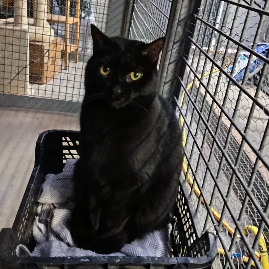 CLAVO, male 5yo European Shorthair for adoption at Con Alma Protectora