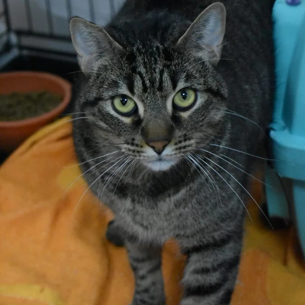 CLUEDO, male 5yo European Shorthair for adoption at Con Alma Protectora