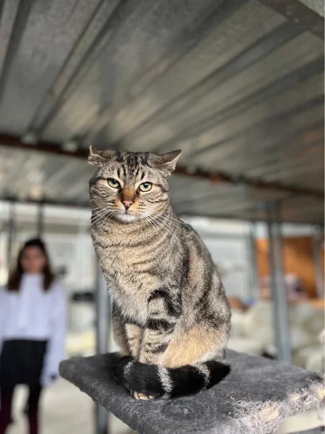 CUBILLA, female 5yo European Shorthair for adoption at Con Alma Protectora