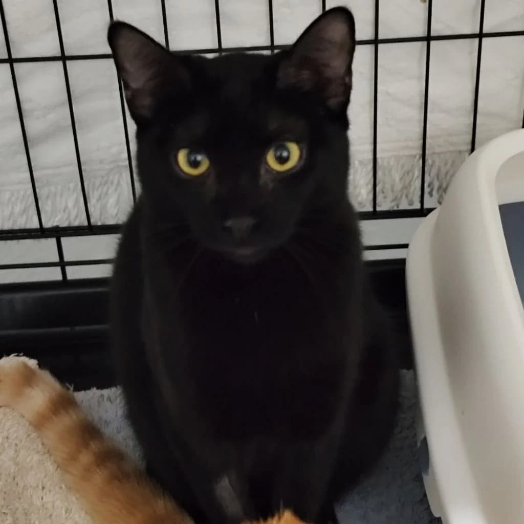CUMPLE, female young European Shorthair for adoption at Con Alma Protectora