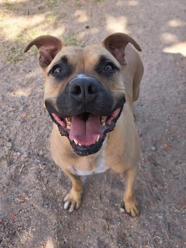 Eneko, male senior Mixed Breed for adoption at Con Alma Protectora