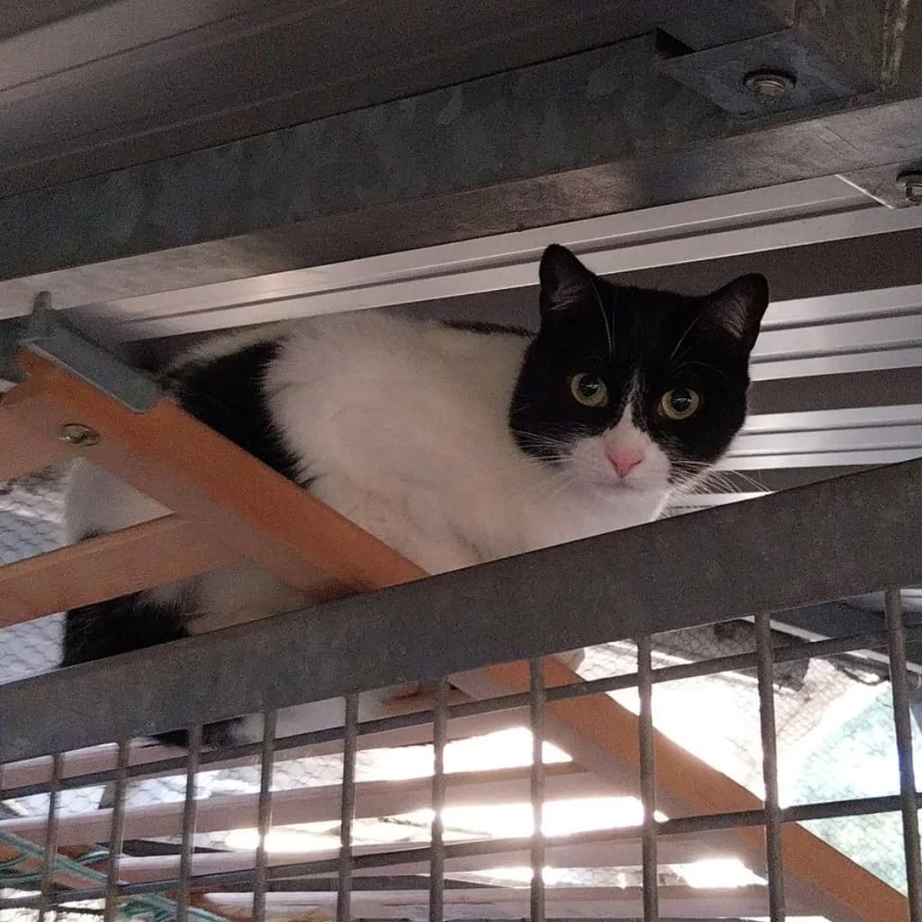 EVY, female 5yo European Shorthair for adoption at Con Alma Protectora