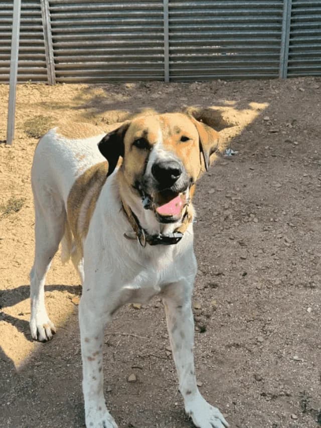 Fair, male 4yo Spanish Mastiff for adoption at Con Alma Protectora