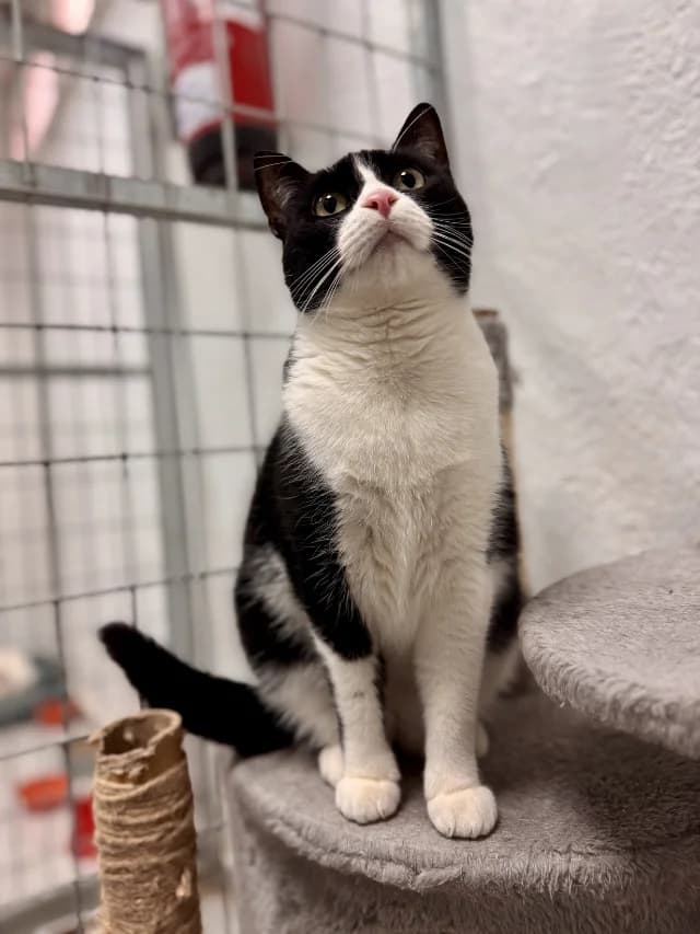 FRISONA, female 3yo European Shorthair for adoption at Con Alma Protectora