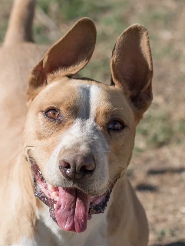 Gabi, male senior Mixed Breed for adoption at Con Alma Protectora