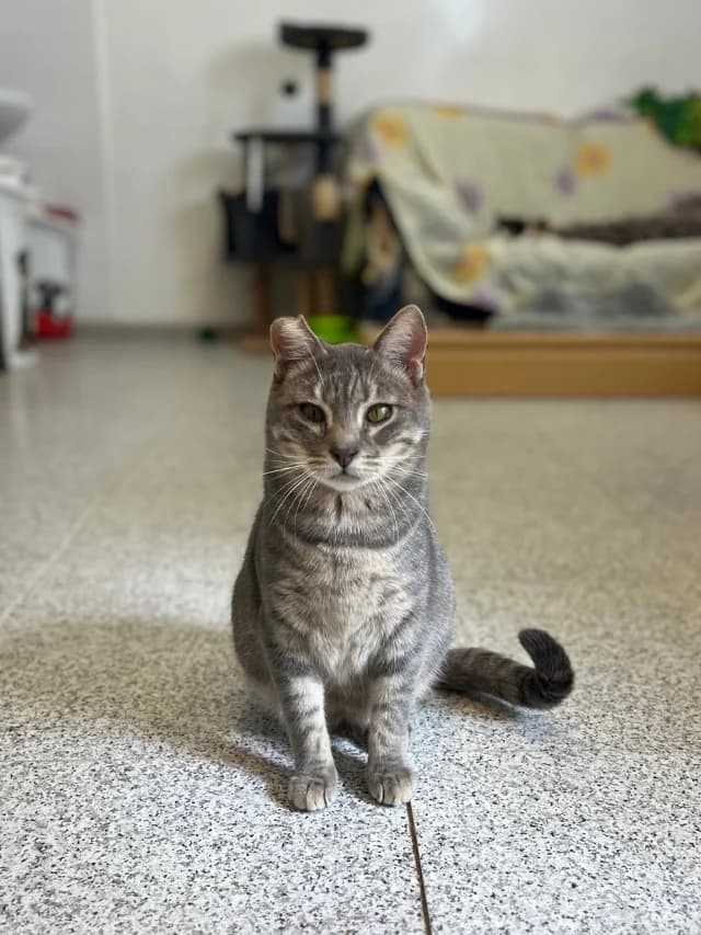 GRANIZO, male 7yo European Shorthair for adoption at Con Alma Protectora