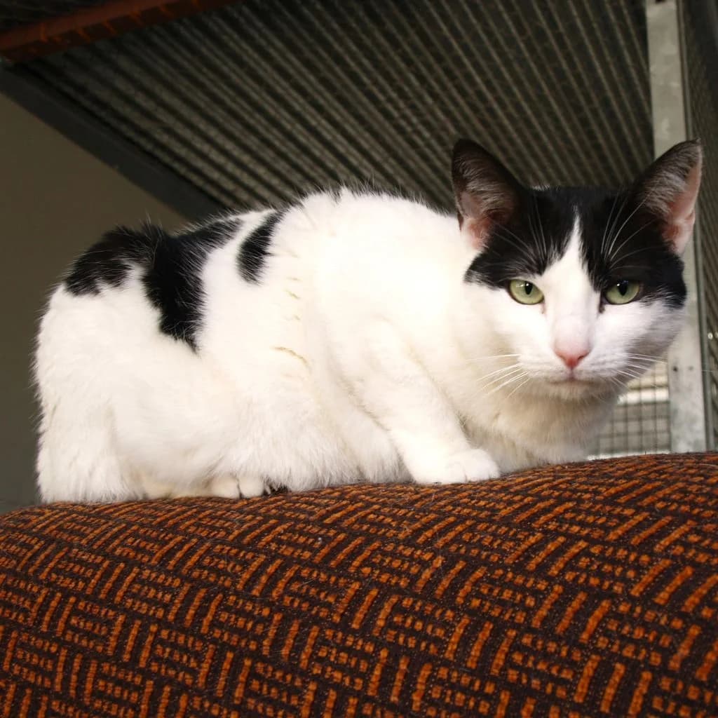 HAWAI, female 6yo European Shorthair for adoption at Con Alma Protectora