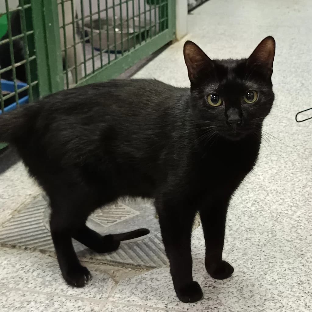 HEAT, female young European Shorthair for adoption at Con Alma Protectora