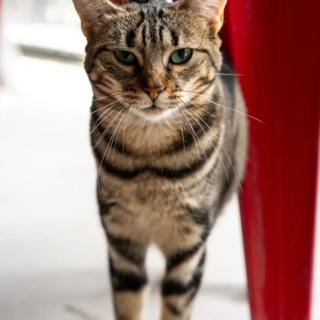 ISLEÑA, female 5yo European Shorthair for adoption at Con Alma Protectora