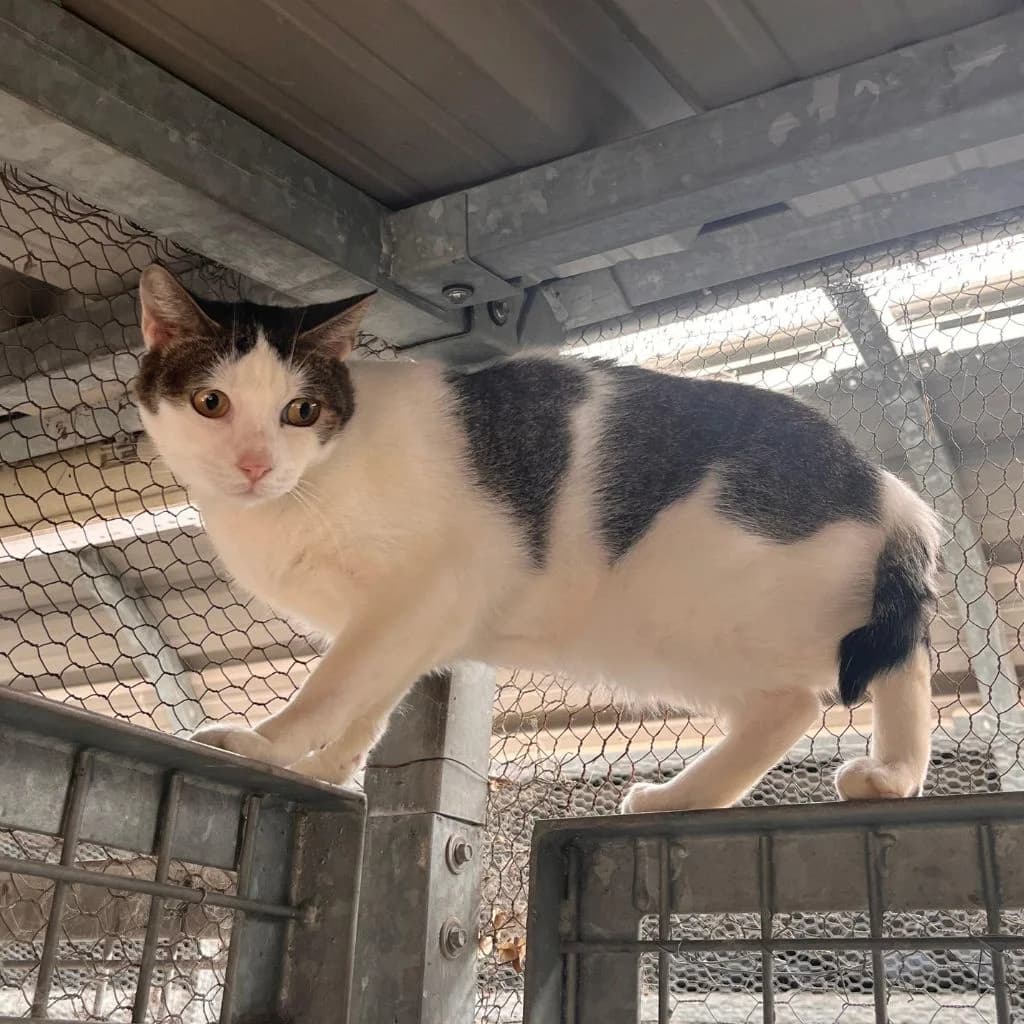 JAMA, female senior European Shorthair for adoption at Con Alma Protectora