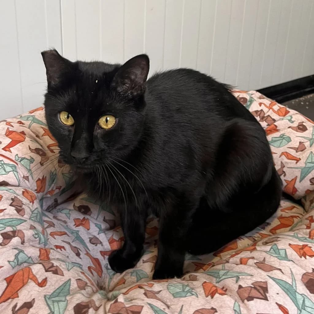 KALOM, male 3yo European Shorthair for adoption at Con Alma Protectora