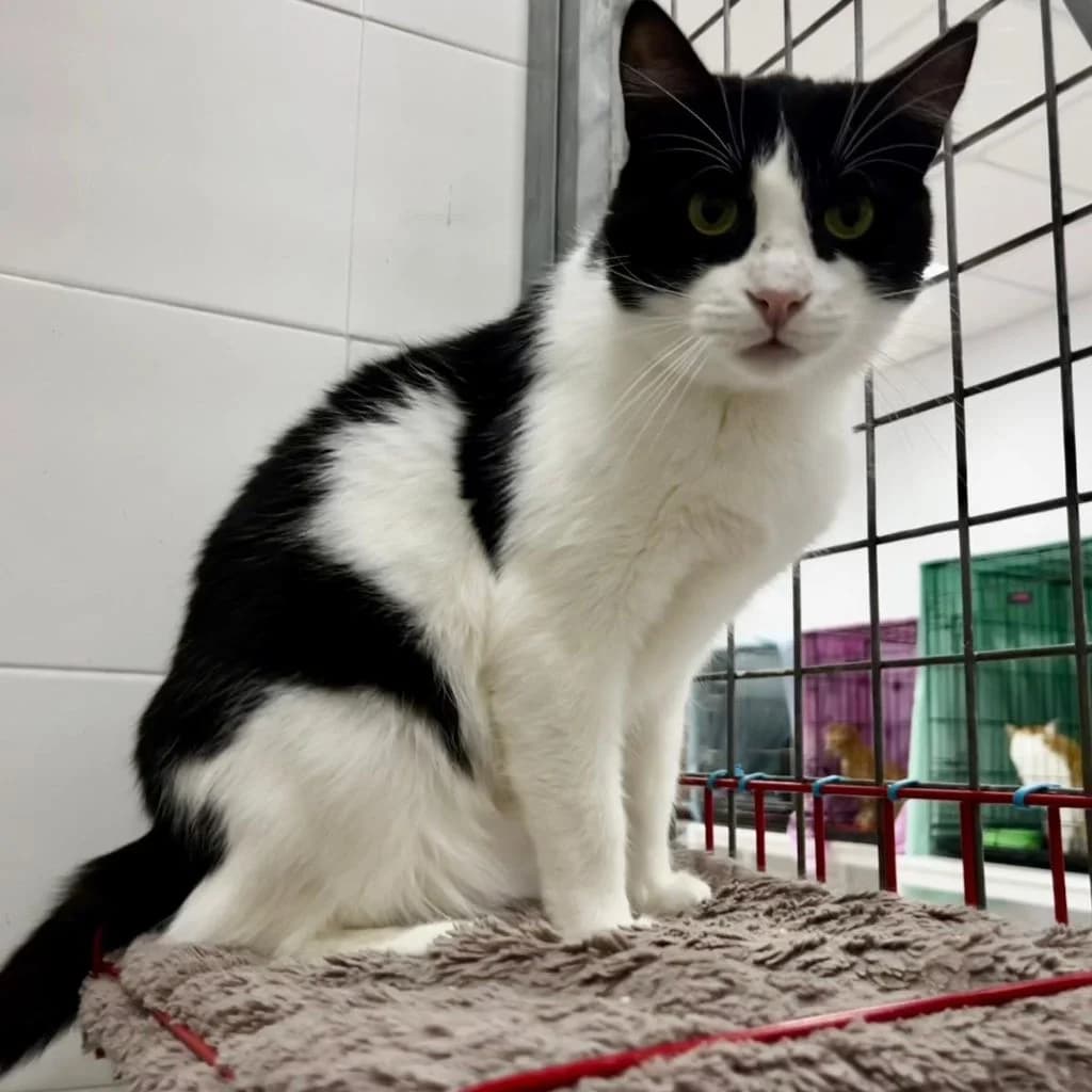 KENZO, male 4yo European Shorthair for adoption at Con Alma Protectora