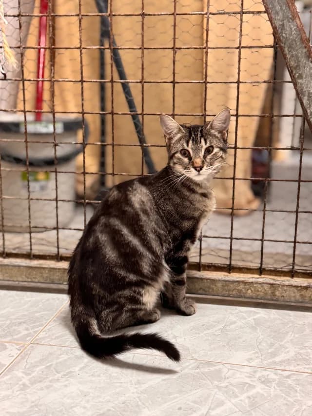KEYLA, female young European Shorthair for adoption at Con Alma Protectora