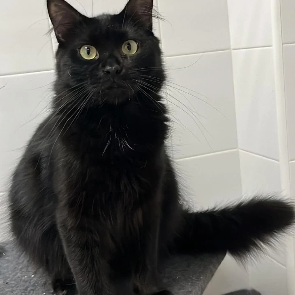 KIBU, male 3yo European Shorthair for adoption at Con Alma Protectora