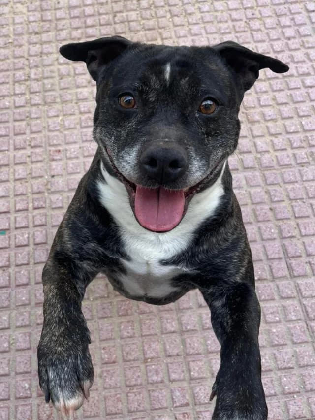 Kima, female senior Mixed Breed for adoption at Con Alma Protectora