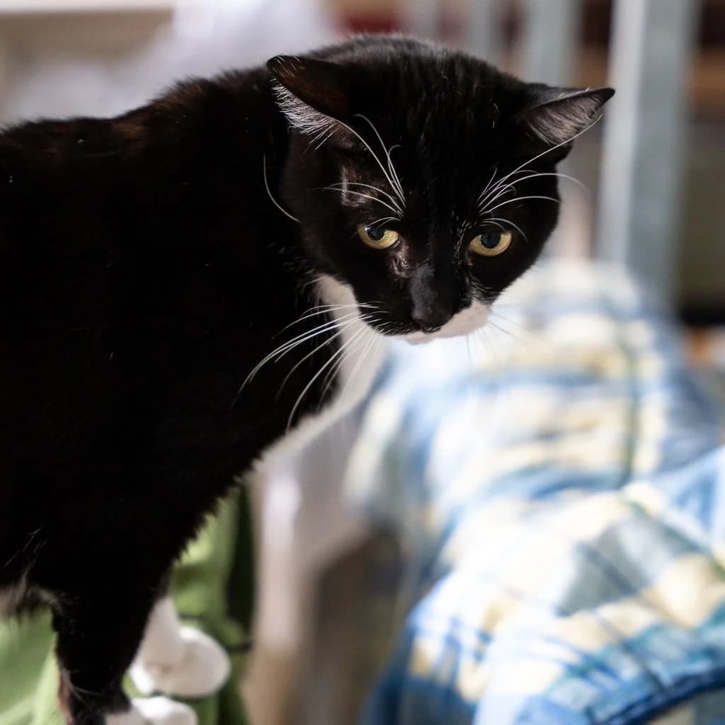 KONI, male senior European Shorthair for adoption at Con Alma Protectora