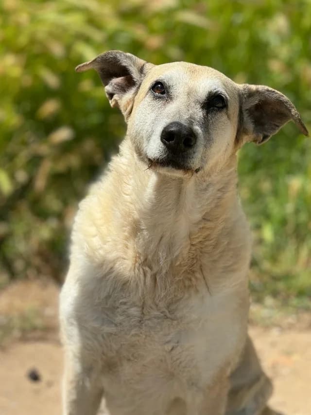 Kora, female senior Mixed Breed for adoption at Con Alma Protectora