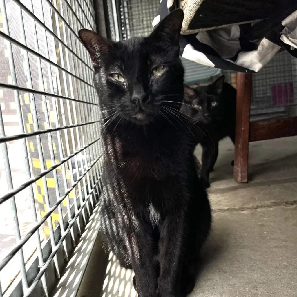 LACASITO, male 5yo European Shorthair for adoption at Con Alma Protectora