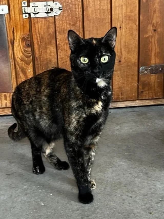 Libélula, female 5yo mixed breed for adoption at Con Alma Protectora