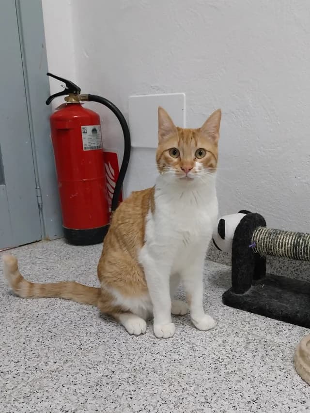 LLORON, male 3yo European Shorthair for adoption at Con Alma Protectora
