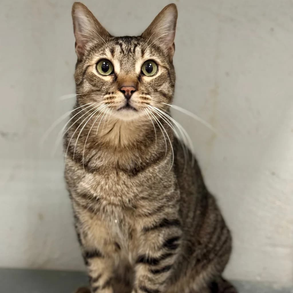Lorca, male 5yo European Shorthair for adoption at Con Alma Protectora