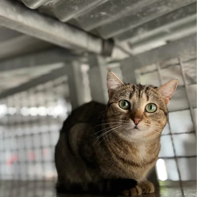 Madonna, female 5yo European Shorthair for adoption at Con Alma Protectora