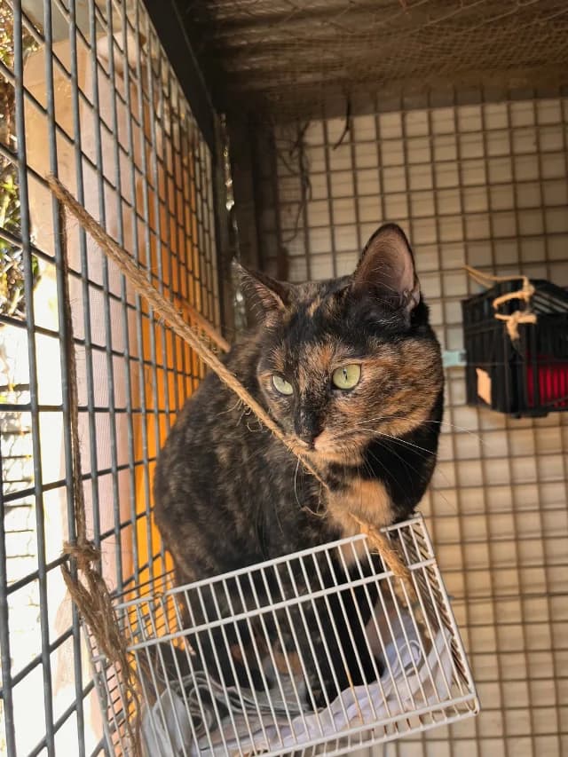 MAMI, female 3yo European Shorthair for adoption at Con Alma Protectora