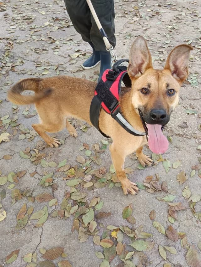 Manchega, female young Mixed Breed for adoption at Con Alma Protectora