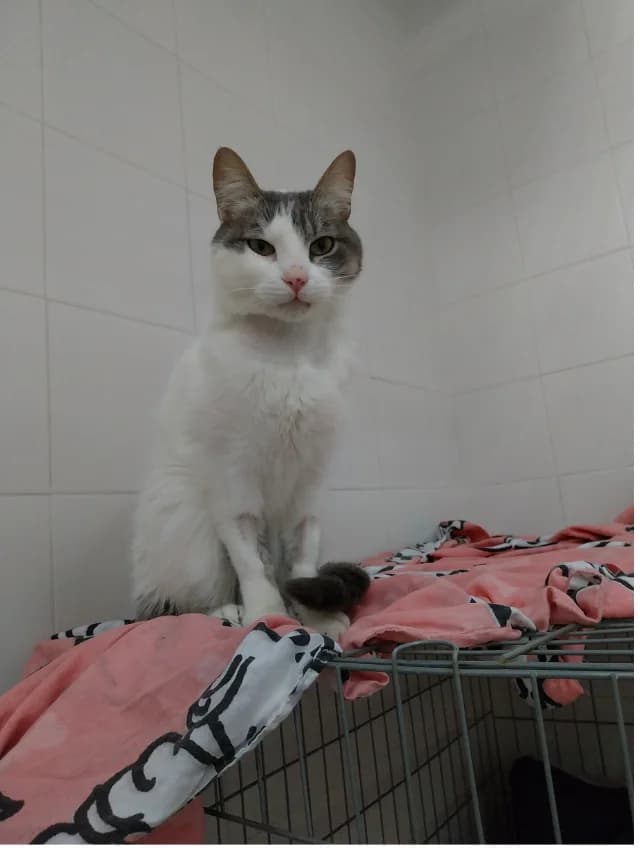 MANOLO, male 4yo European Shorthair for adoption at Con Alma Protectora
