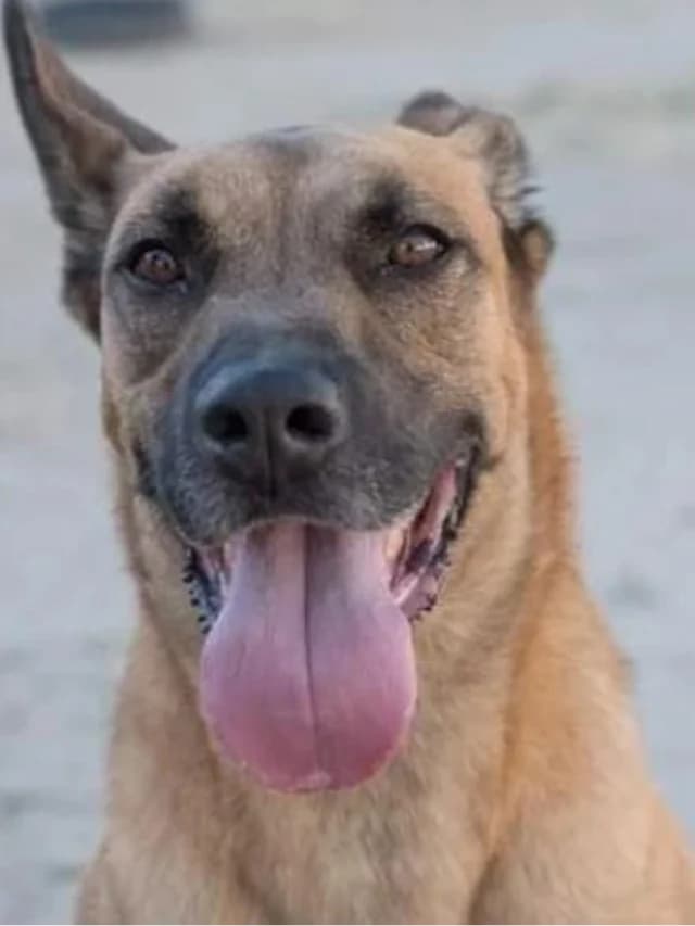 Max, male senior Mixed Breed for adoption at Con Alma Protectora