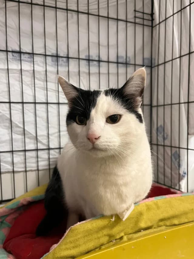 MEMBRILLO, male 6yo European Shorthair for adoption at Con Alma Protectora