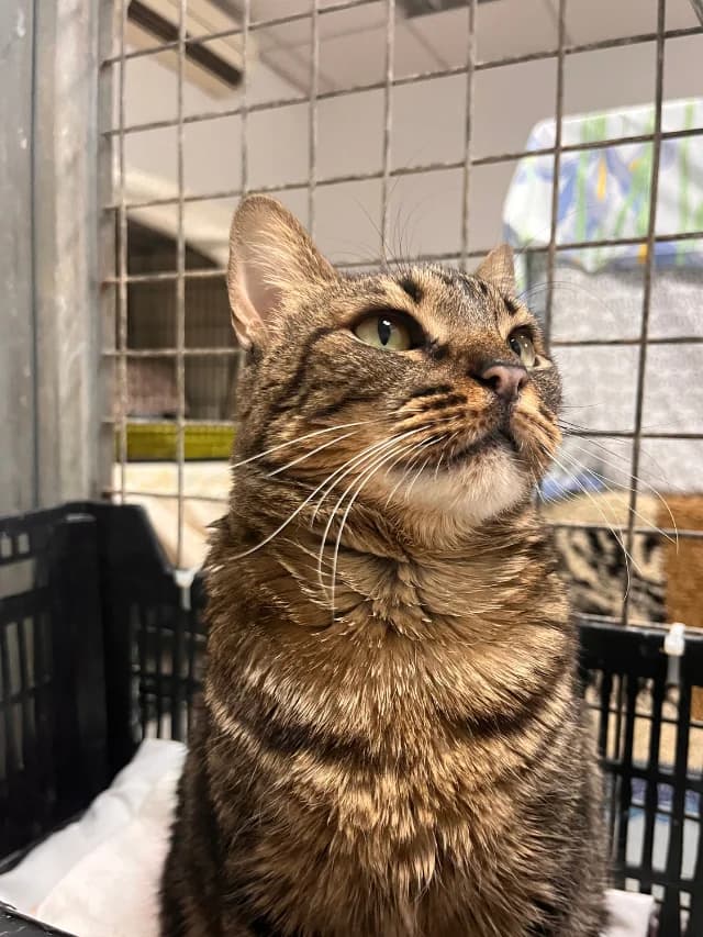 MISIFU, 6yo European Shorthair for adoption at Con Alma Protectora