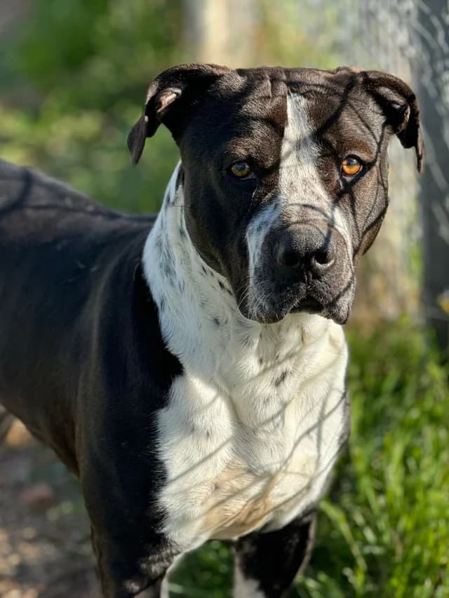 Mollete, male 5yo Mixed Breed for adoption at Con Alma Protectora