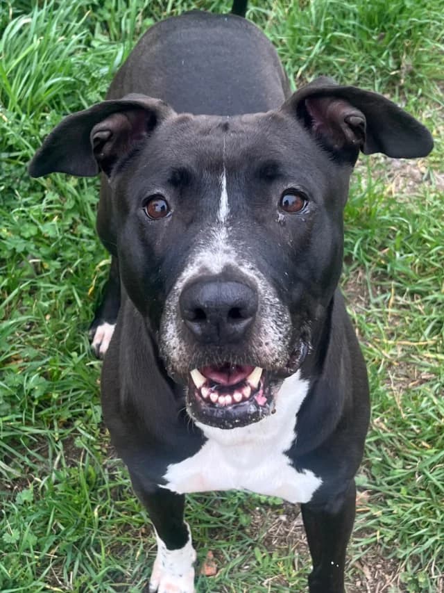 Mora, female 7yo Mixed Breed for adoption at Con Alma Protectora