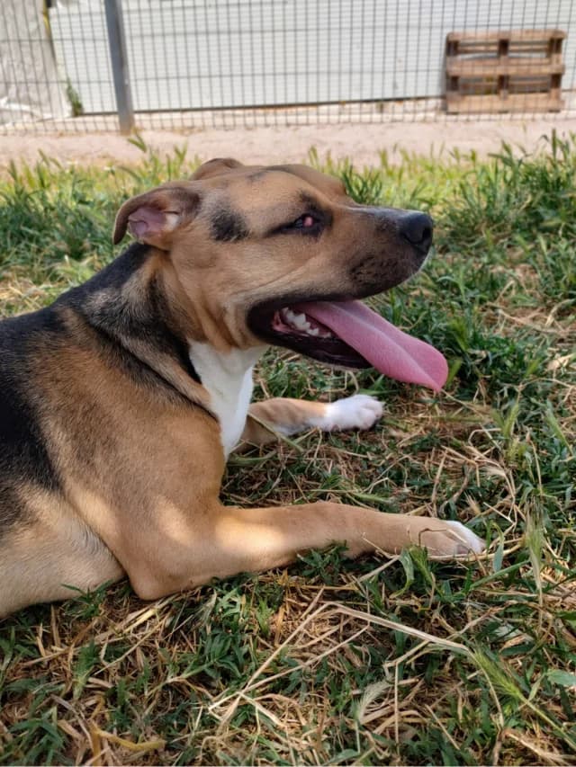 Picota, female young Mixed Breed for adoption at Con Alma Protectora