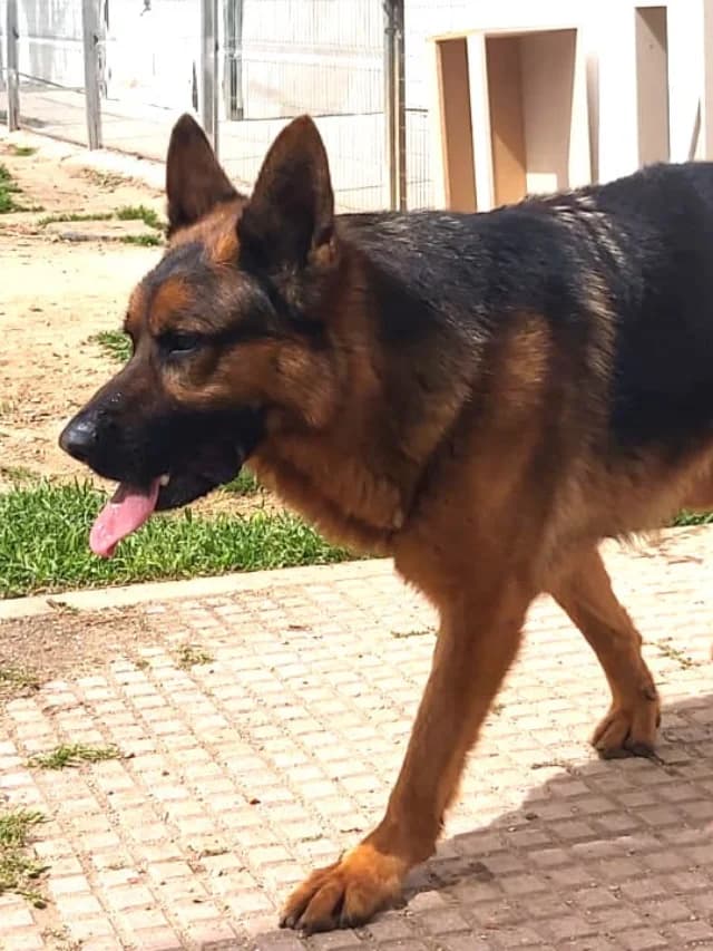 Ritter, male 7yo German Shepherd for adoption at Con Alma Protectora