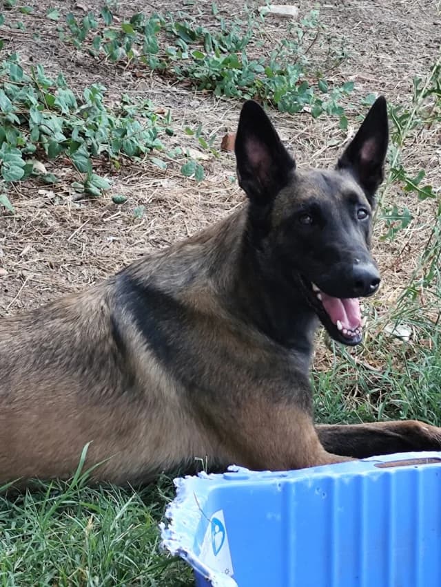 Rómulo, male 6yo Belgian Malinois for adoption at Con Alma Protectora
