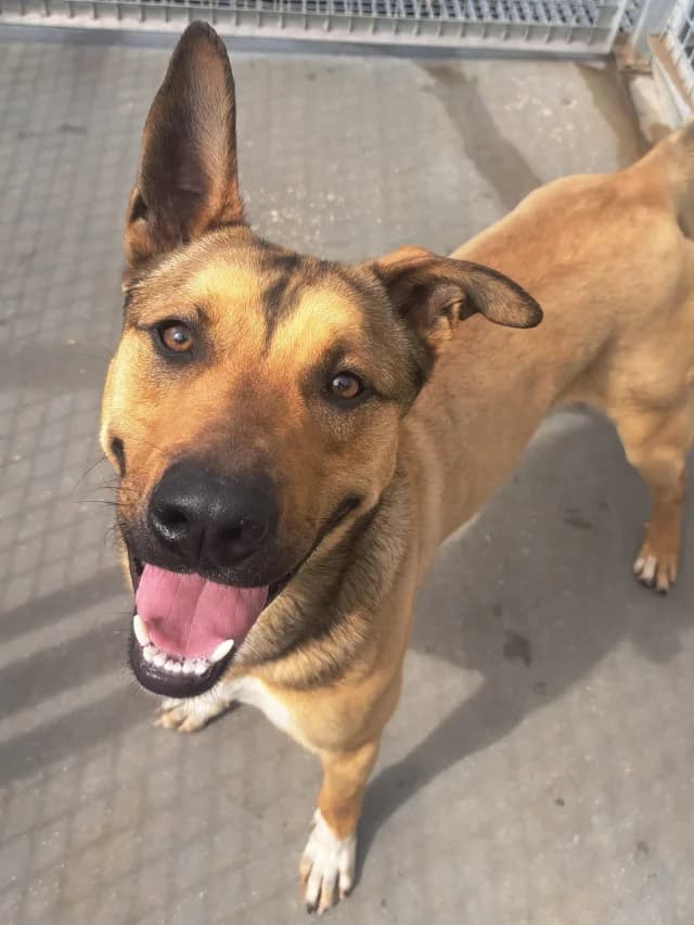 Sting, male 3yo Mixed Breed for adoption at Con Alma Protectora